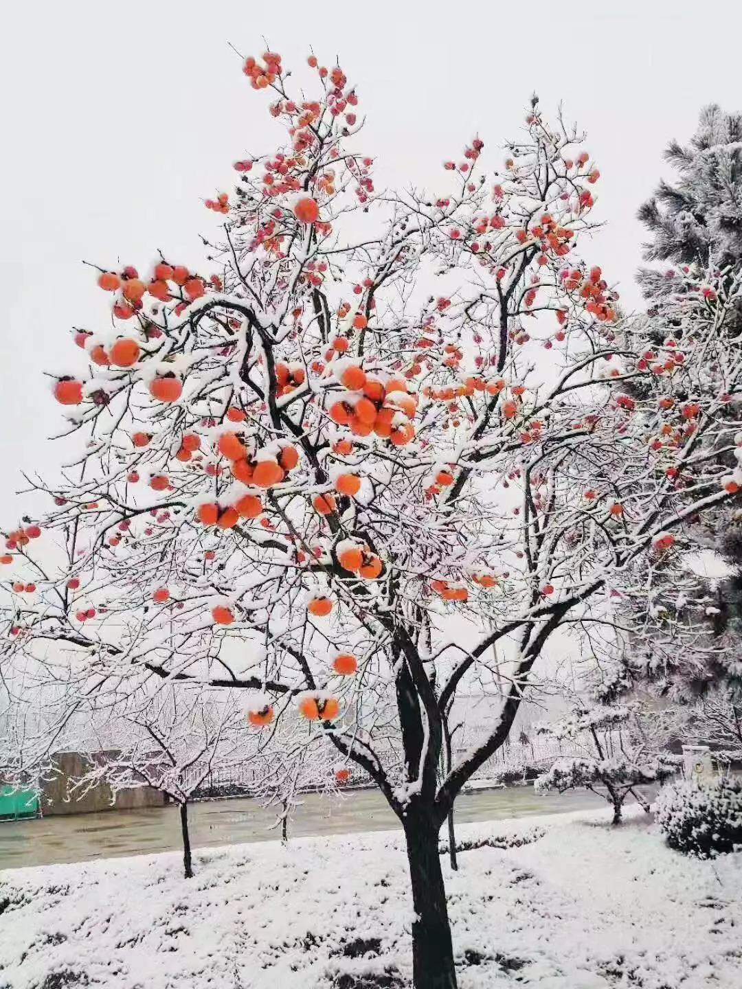 有一種堅(jiān)守，叫風(fēng)雪無阻